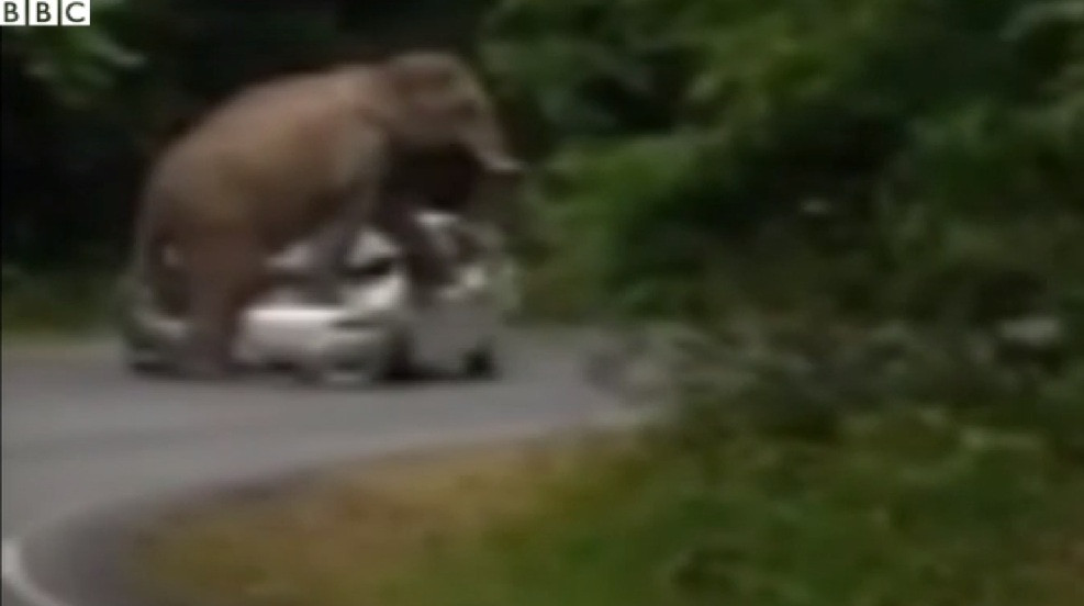 Scene de Jurassic Park cu un elefant care calca in picioare o masina pana o face zob. Scena de langa Bangkok a fost filmata