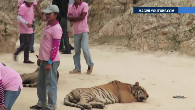 Turismul extrem, la mare cautare printre amatorii de senzatii tari. Cat costa o vacanta in care te lasi atacat de lei flamazi