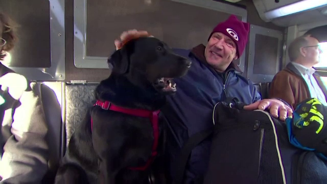 Singurul calator care nu trebuie sa-si ia bilet. O catelusa din SUA a invatat sa mearga singura cu autobuzul