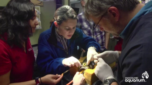 Proteza pusa de veterinari unui peste nascut fara un ochi. De ce a fost necesara interventia