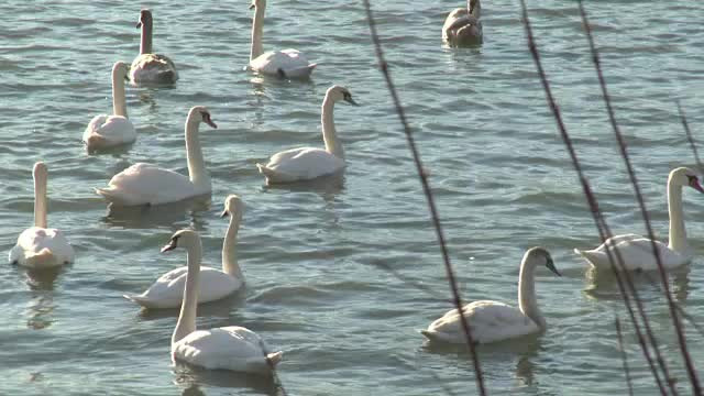 Spectacol uimitor pe un lac din judetul Neamt. Sute de lebede, rate salbatice sau egrete asteapta sa vina primavara