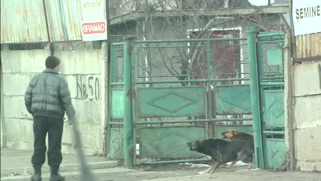 Seful ASPA acuza ONG-urile ca ar fi exportat maidanezii Capitalei unor retele de zoofilie. Replica lor:"Bancescu e Pinocchio"