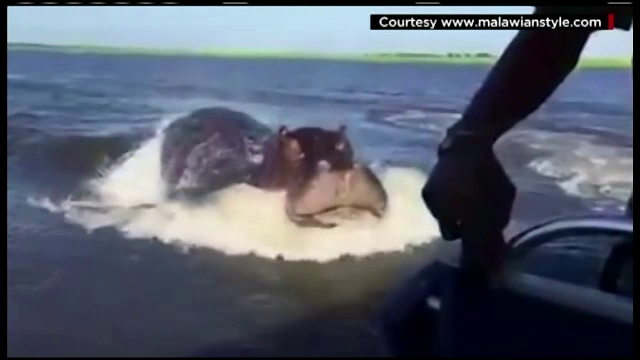 Turisti aflati in safari in Zambia, speriati de moarte de un hipopotam. Unde a aparut mamiferul urias
