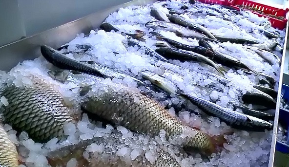 Cum va arata cea mai mare piata de peşte din Romania. Investitia se ridica la 1,4 milioane de euro