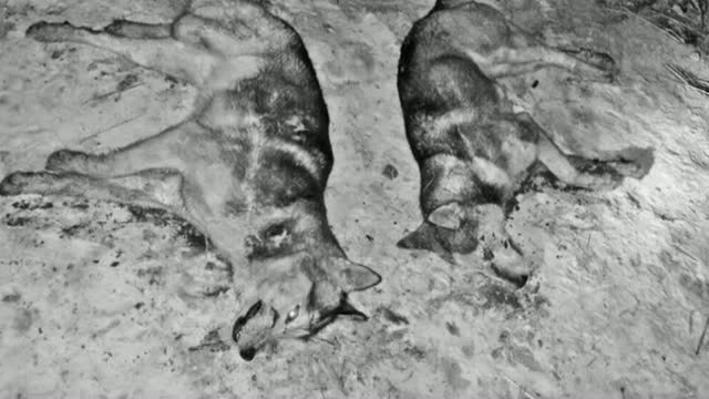 Atacul haitei de animale salbatice din Constanta scoate la lumina o problema mai veche. Din ce specie fac parte "fiarele"