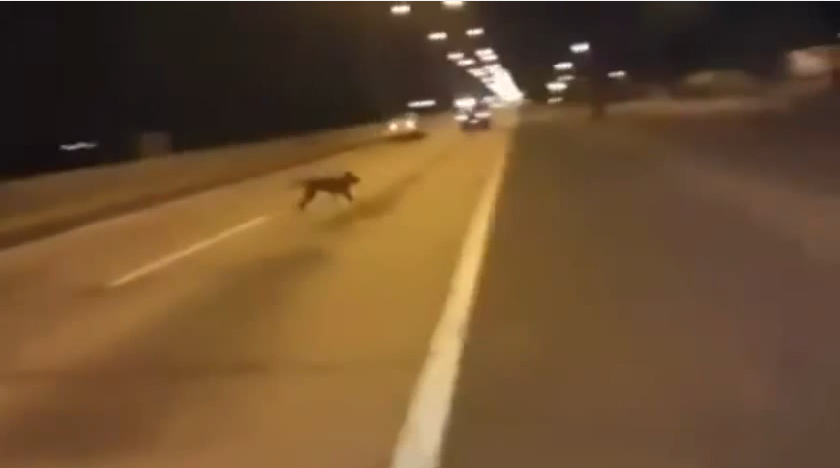 "De unde Dumnezeu a aparut cainele asta?". Inregistrarea VIDEO care a devenit viral