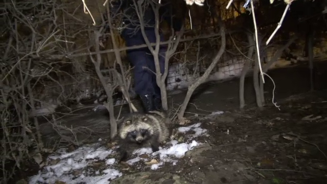 Un bursuc a creat panica intr-un cartier din Braila. Oamenii au crezut ca e un animal fioros si au chemat repede jandarmii