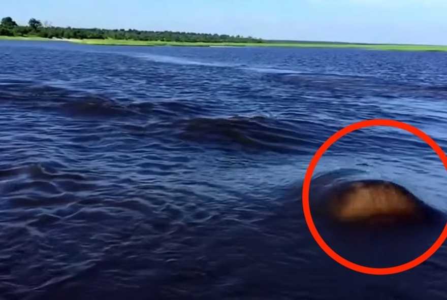 O familie din SUA se bucura de o plimbare pe lac, cand a vazut ceva miscandu-se sub apa. Au fost la un pas de tragedie