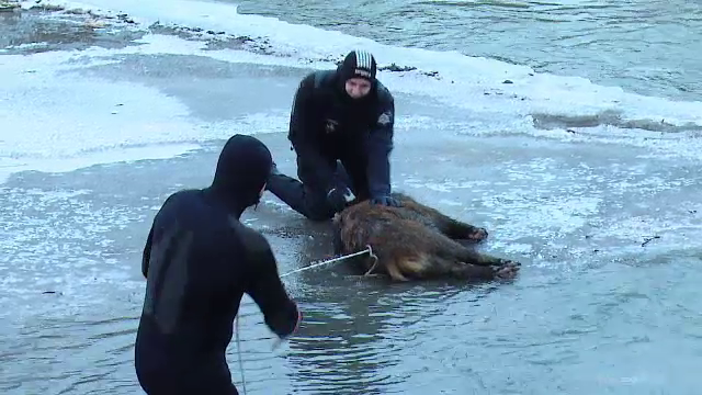 Alerta in judetul Mures. Cadavrele a trei mistreti au fost gasite marti in raul Tarnava Mica