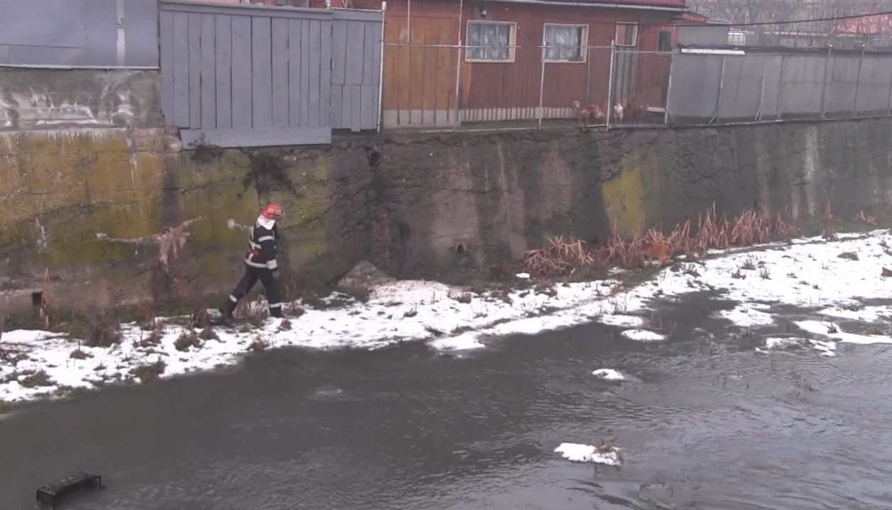 Catel "naufragiat" pe o insula, in centrul orasului Dej. A fost nevoie de interventia pompierilor pentru a-l salva