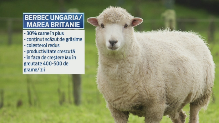 Metoda prin care fermierii vor sa obtina profit mai mare de Paste. Ce se intampla cu mieii romanesti