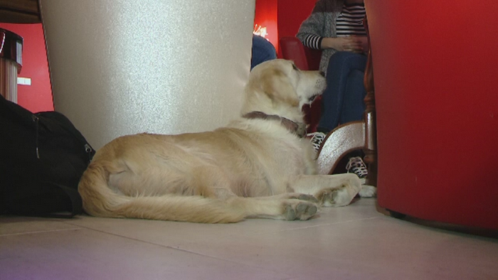 Localurile din Romania unde stapanii de animale sunt bineveniti cu tot cu patrupede. Ce se va intampla, in curand, in Cluj