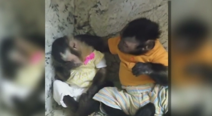 Momentul in care maimutica Angelica este consolata de amicul ei, Toby. Imaginile sunt deja un hit pe internet