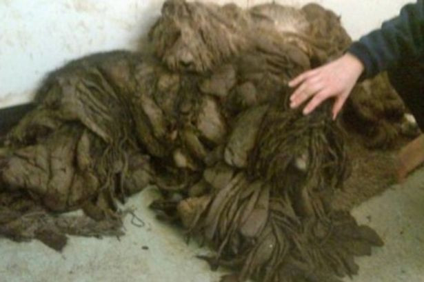 Cu greu si-au dat seama ca sub mormanul de blana incalcita se ascundeau doi caini. Cum arata dupa ce au fost spalati si tunsi