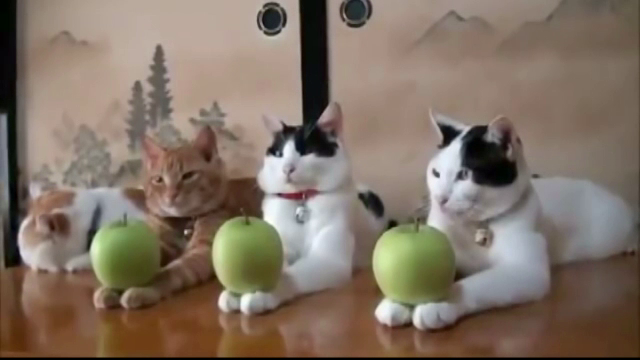 Controversa pe internet din cauza unui film cu patru pisici. De ce este acuzat stapanul lor