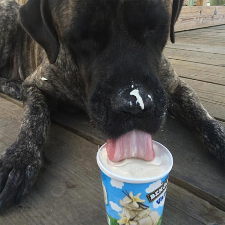 Cainele ei era pe moarte, asa ca stapana lui a decis sa faca un gest extraordinar. Aventurile lor au emotionat mii de oameni