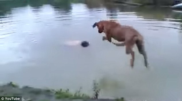 Reactia unui caine cand vede ca stapanul pare ca se ineaca. Intreaga scena a fost filmata