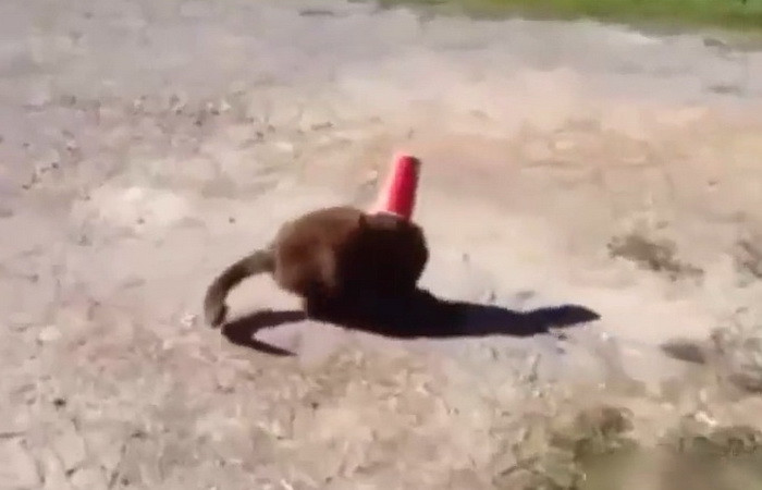 Un caine a devenit star pe internet dupa ce a salvat o pisica blocata cu capul intr-un pahar. VIDEO