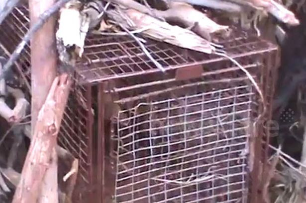 A sperat ca va prinde o vulpe, insa a trait o surpriza uriasa. Ce a gasit barbatul in capcana. VIDEO