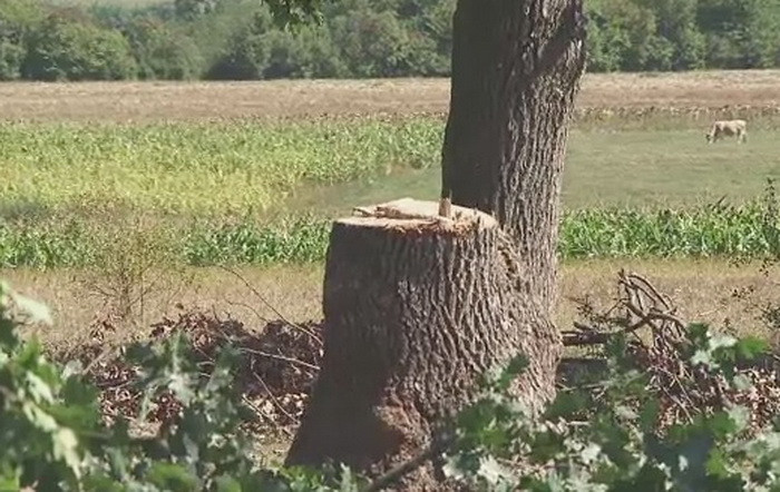 Barbat din Suceava, in coma dupa ce i-a cazut un copac in cap. Ar fi fost angajat sa taie lemne, fara contract de munca