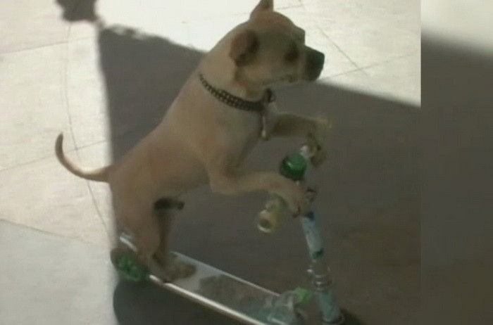 Un caine din China uimeste cu aptitudinile sale: Duo Duo merge pe patine, trotineta si sare prin cercuri