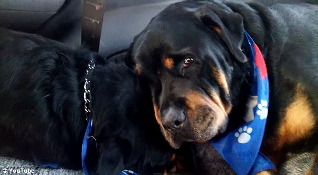 Imagini tulburatoare cu un caine rottweiler care isi plange fratele mort. VIDEO