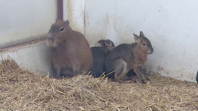 Atractii noi la Gradina Zoologica din Targu Mures. Speciile exotice primite in dar din Olanda