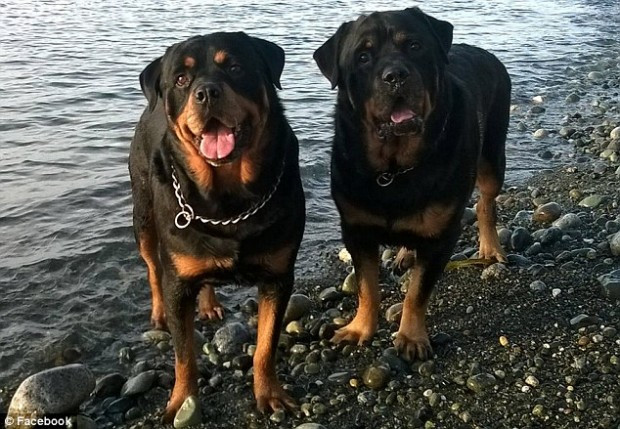 Brutus, un caine din rasa rottweiler, isi plange fratele mort! VIDEO