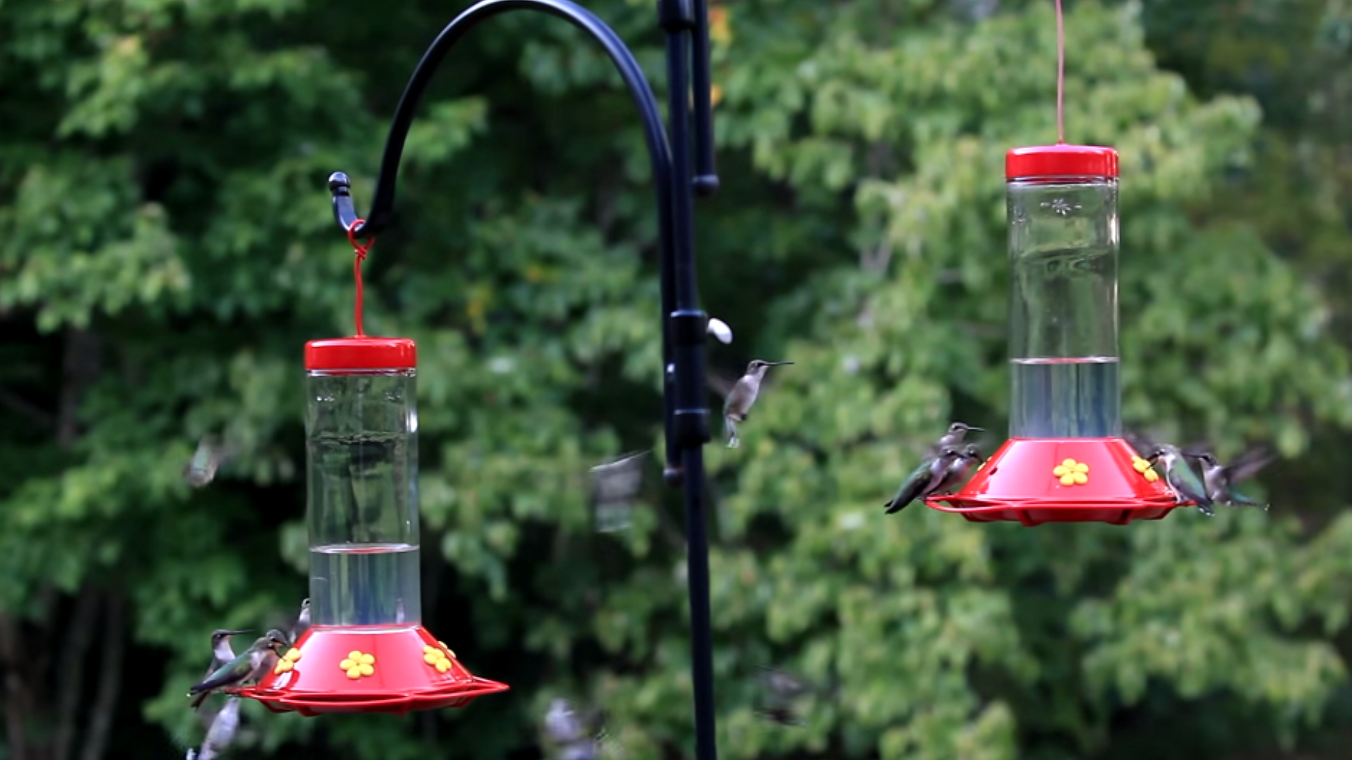 A montat in curte o casuta cu hrana pentru pasari si a filmat totul. Imaginile surprinse sunt de-a dreptul spectaculoase