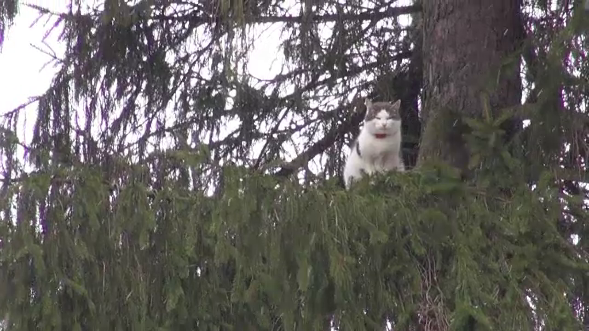 Aventurile lui Pișcot, motanul care a stat 10 zile fara apa si hrana intr-un brad. Doar pompierii militari l-au putut da jos