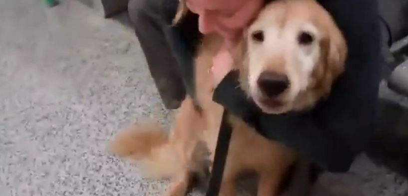 Reactia emotionanta a unui caine, atunci cand isi revede stapana plecata in Afganistan. Patrupedul a inceput sa planga. VIDEO