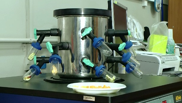 La Timisoara, profesorii de la UPT lucreaza la hrana viitorului. Cum arata alimentele ce pot fi consumate dupa 50 de ani