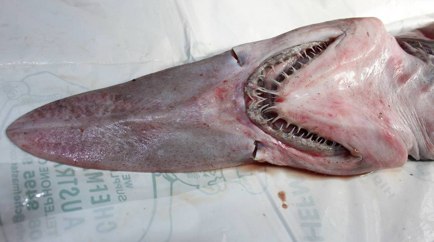 Aparitie extrem de rara pe coasta Australiei. Un pescar a prins un rechin preistoric. FOTO