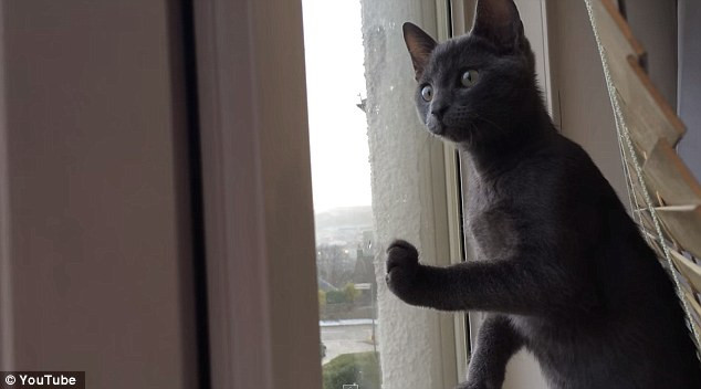 Reactia amuzanta a unei pisicute care vede zapada pentru prima oara. VIDEO