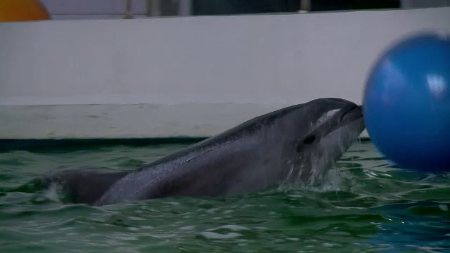 Turistii vor putea sa inoate alaturi de delfini, in Constanta, dupa luni de antrenament cu Ni-Ni si Chen-Chen