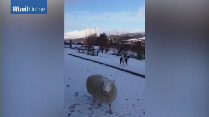 Oaia din Scotia care se comporta ca un caine. Cum a ajuns la acest "conflict de identitate"