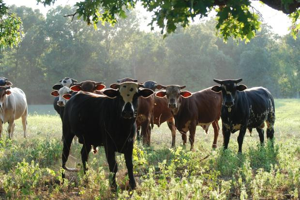 Ultima minune din Rusia lui Putin: cercetatorii au creat vaca anti-criza. Ar rezista cateva luni fara mancare