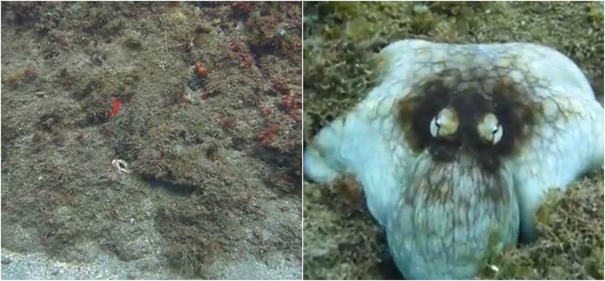caracatita
