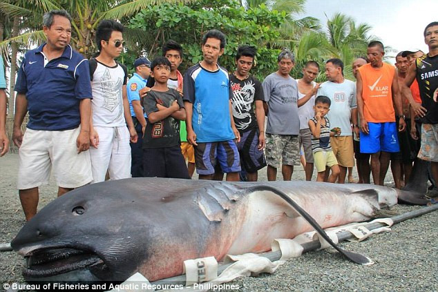 Rechinul gigant descoperit pe o plaja din Filipine. Face parte dintr-o specie rara, care poate trai si 100 de ani