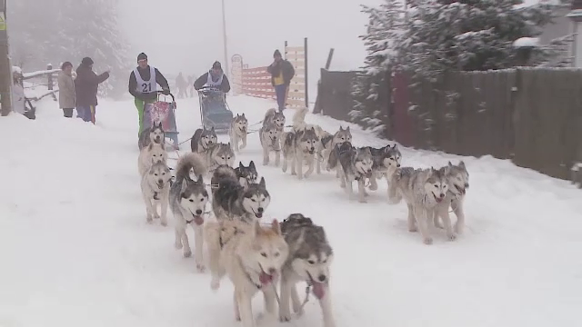 Spectacol pe zapada. "Secretul" cainilor care se intrec in cursele de sanie, la Cupa Belis