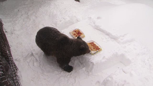 Aniversare la Straja. Cum l-au sarbatorit copiii pe Baloo, cel mai batran urs carpatin crescut in captivitate in Europa
