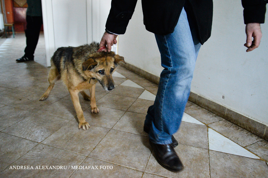 Cat cheltuiesc romanii cu cainii si pisicile. Maidanezii primariilor costa LUNAR mai mult ca un animal de companie intr-un AN