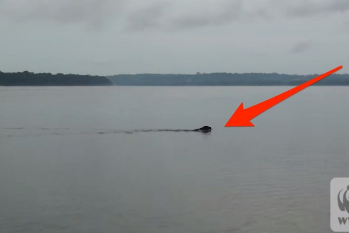 Este una dintre cele mai rare filmari. Ce au surprins niste turisti care se plimbau cu barca pe rau