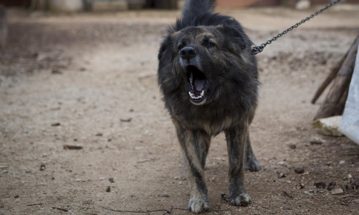 O instanta din Croatia i-a interzis unui caine sa mai latre noaptea. Ce amenda uriasa risca stapanul acestuia