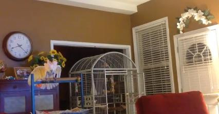 Un papagal repeta certurile care au dus la divortul fostilor stapani - VIDEO