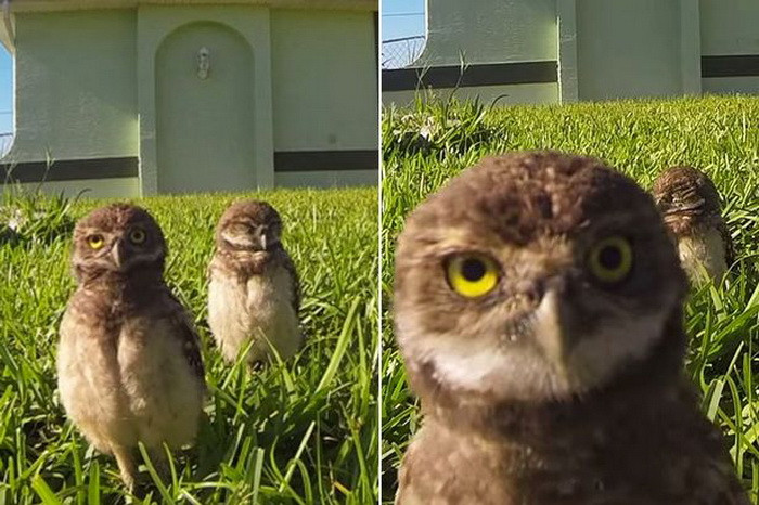 Un filmulet cu doua bufnite care par ca danseaza in fata unui Go Pro a devenit viral pe internet