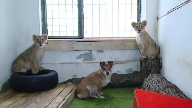 Ce se va intampla cu Lica si Tica, cei doi pui de leu crescuti de o catelusa la Targu Mures