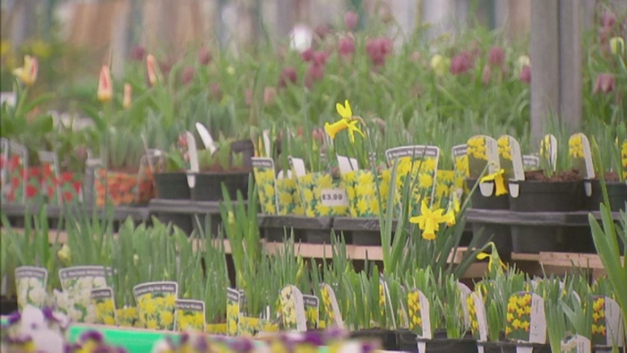 Zeci de britanici ajung la spital din cauza ca mananca narcise. Explicatia din spatele fenomenului national