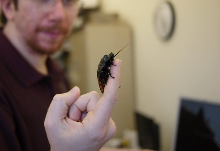 Cina romantica esuata, dupa ce doi tineri britanici au gasit un gandac in mancare. Care a fost reactia restaurantului