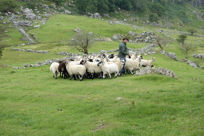 Proiect de amploare in zonele rurale britanice. Oi cu gulere Wi-Fi, senzori in pamant si pe malurile raurilor